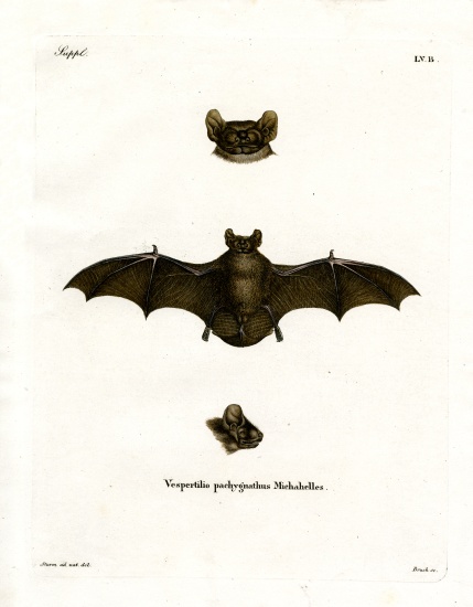 Lesser Noctule Bat von German School, (19th century)