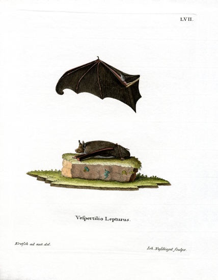 Lesser Sac-winged Bat von German School, (19th century)