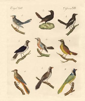 Magpies and jays