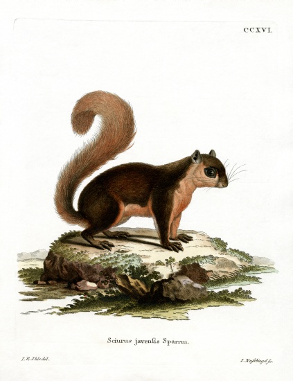 Malayan Squirrel von German School, (19th century)