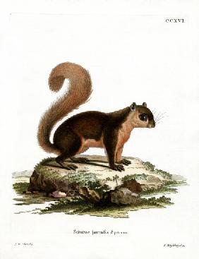 Malayan Squirrel