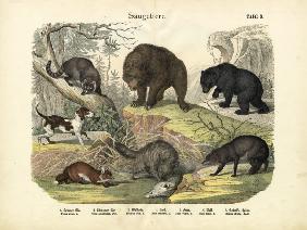 Mammals, c.1860