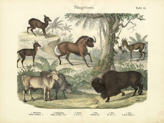 Mammals, c.1860 von German School, (19th century)