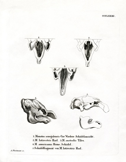 Manatee Skulls von German School, (19th century)