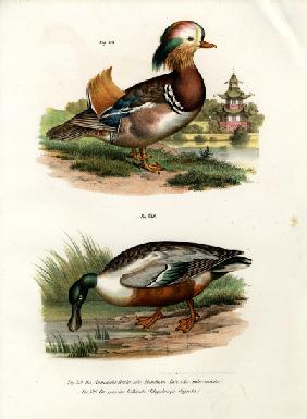 Mandarin Duck 1864