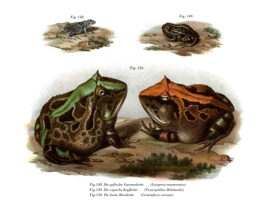 Marbled Four-eyed Frog von German School, (19th century)