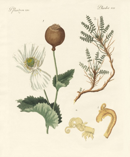 Medicinal plants von German School, (19th century)