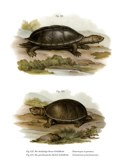 Mexican Giant Musk Turtle von German School, (19th century)