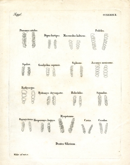Molars von German School, (19th century)