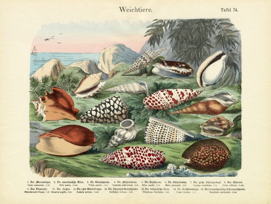Molluscs, c.1860 von German School, (19th century)