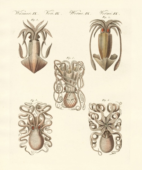 Molluscs or soft worms von German School, (19th century)