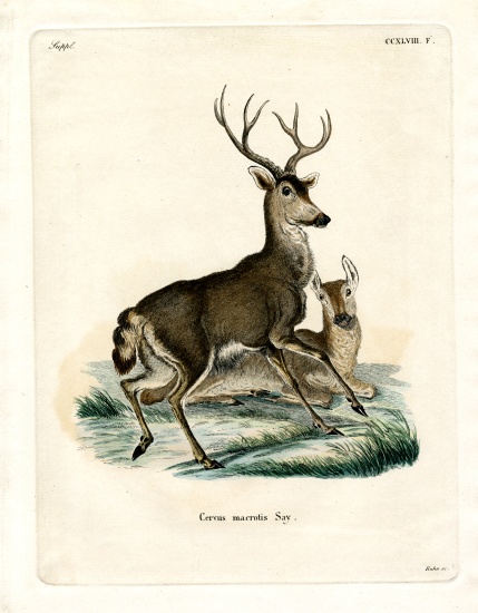 Mule Deer von German School, (19th century)