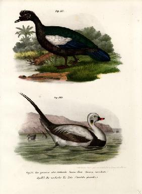 Muscovy Duck 1864