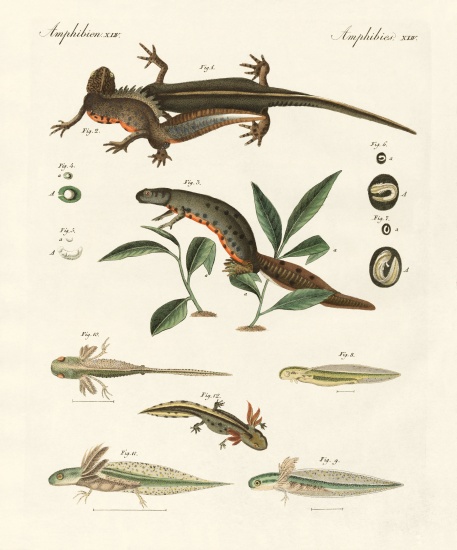Natural history of sea salamander von German School, (19th century)
