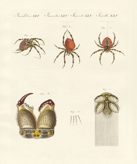 Natural history of the spider von German School, (19th century)