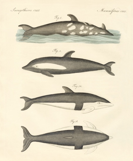New dolphins von German School, (19th century)