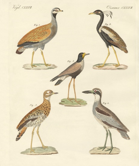 New ratite birds von German School, (19th century)