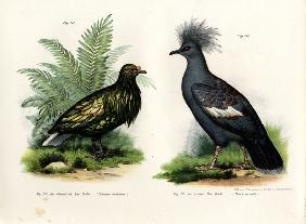 Nicobar Pigeon 1864