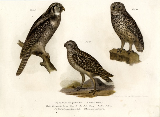 Northern Hawk Owl von German School, (19th century)