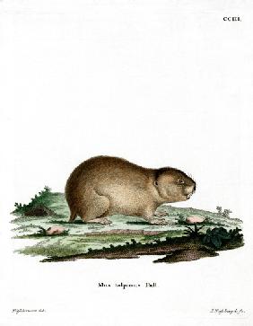 Northern Mole Vole