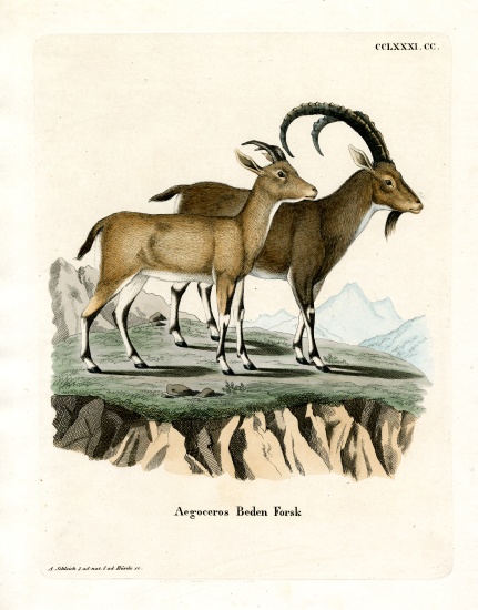 Nubian Ibex von German School, (19th century)