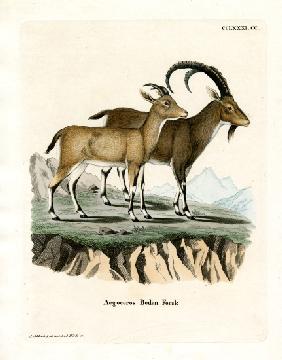 Nubian Ibex