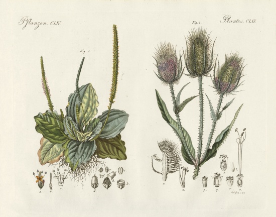 Outstanding plants von German School, (19th century)