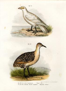 Pale-faced Sheatbill 1864