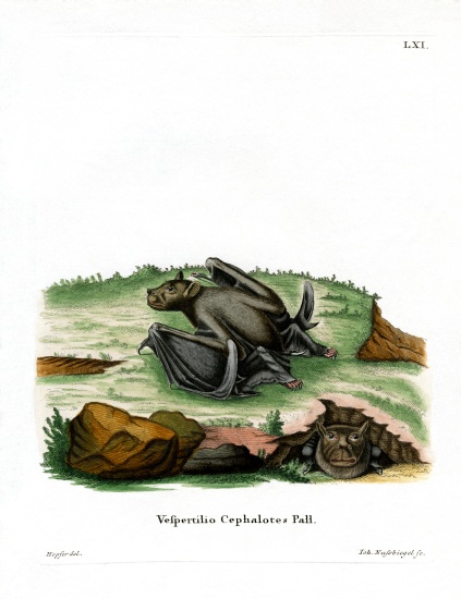 Pallas's Tube-nosed Bat von German School, (19th century)