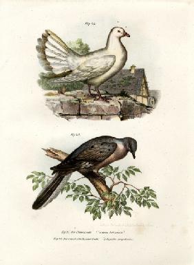 Peacock Pigeon 1864