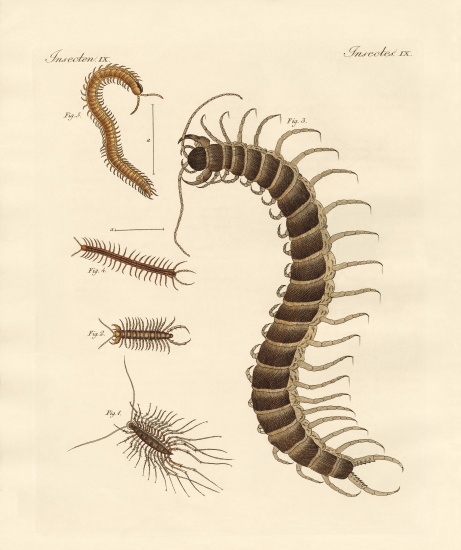 Peculiar insects von German School, (19th century)