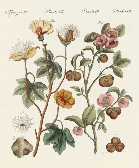 Plants from hot countries von German School, (19th century)
