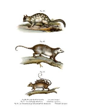 Quoll 1860