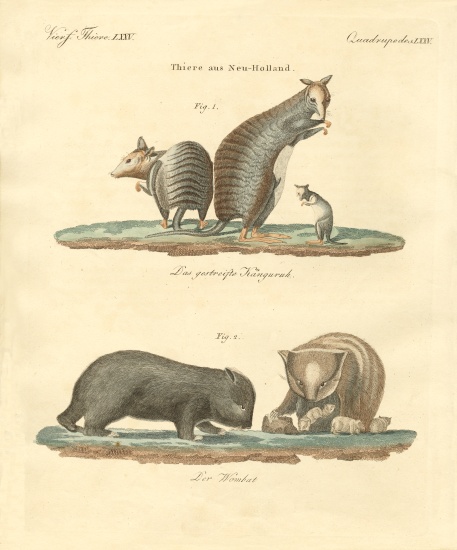 Rare animals in Australia von German School, (19th century)