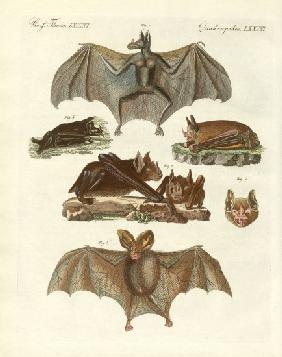 Rare bats