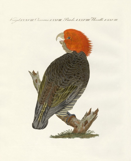Rare birds von German School, (19th century)