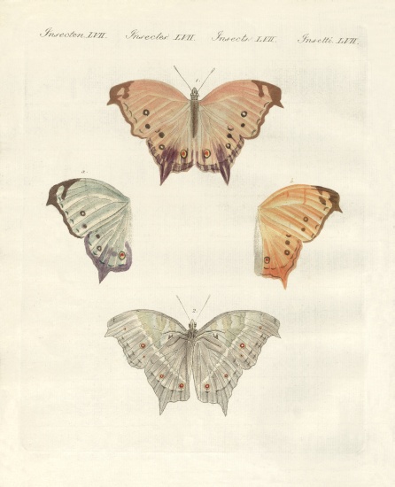Rare butterflies von German School, (19th century)