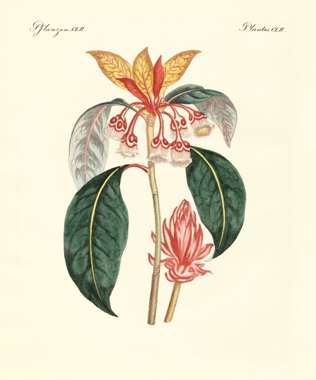 Rare chinese plants von German School, (19th century)
