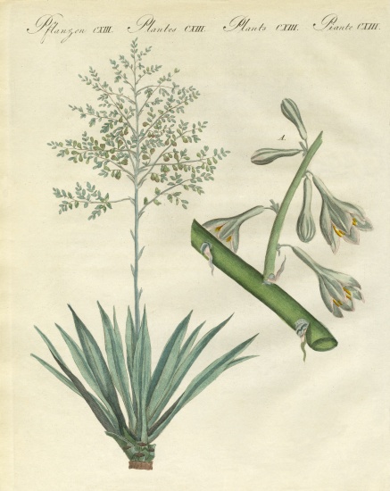 Rare foreign plants von German School, (19th century)