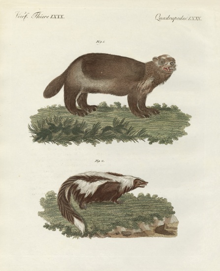 Rare four-footed animals von German School, (19th century)