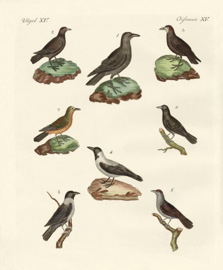 Ravens, crows and daws von German School, (19th century)