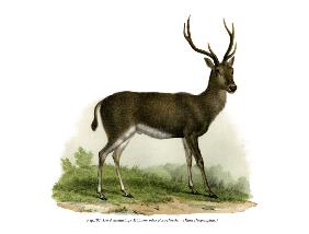 Red Deer 1860