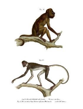 Red Howler Monkey 1860