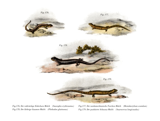 Redback Salamander von German School, (19th century)