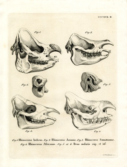 Rhino Skulls von German School, (19th century)