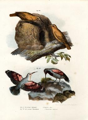 Rufous Hornero 1864