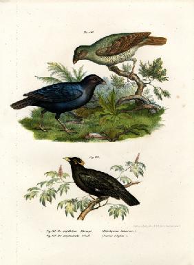 Satin Bower Bird 1864