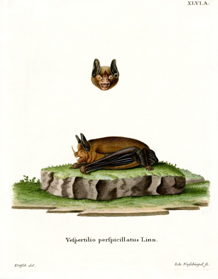 Seba's Short-tailed Bat von German School, (19th century)