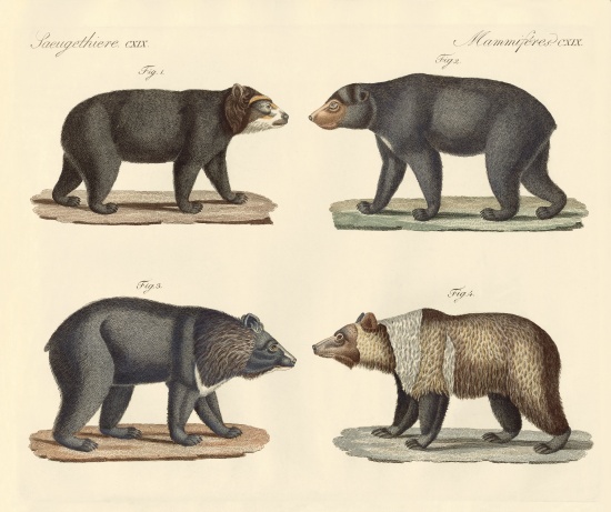 Several bears found von German School, (19th century)
