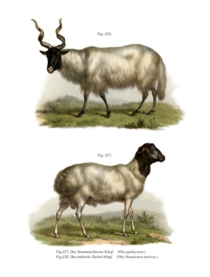 Sheep von German School, (19th century)